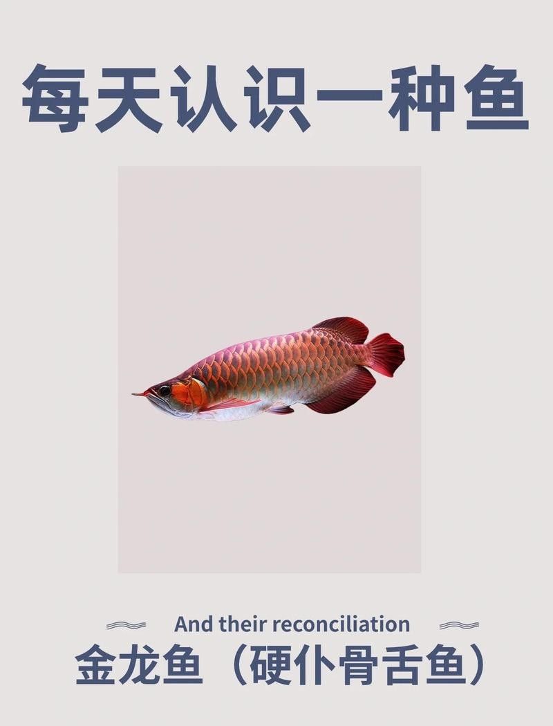 赤焰紅龍魚壽命有多長？