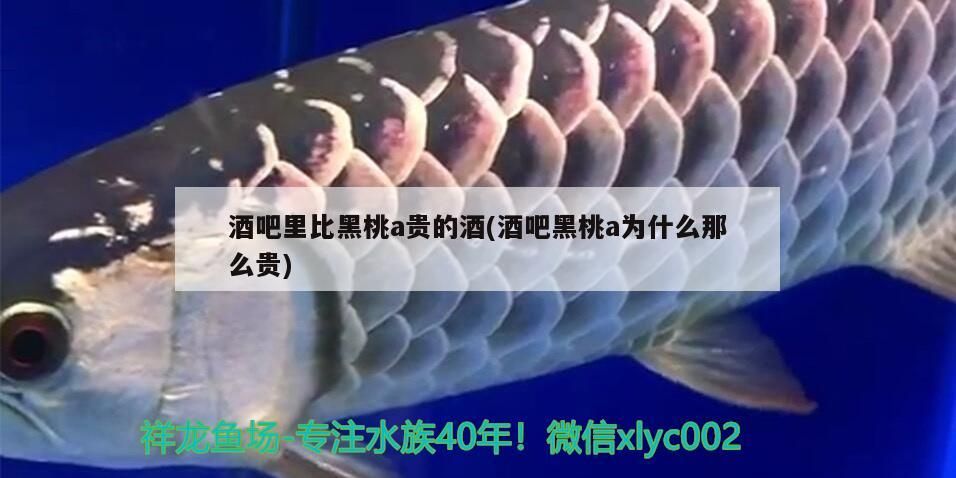 酒吧里比黑桃a貴的酒(酒吧黑桃a為什么那么貴)（dnf：酒吧里比黑桃a貴的酒） 酒吧里比黑桃a貴的酒(酒吧黑桃a為什么那么貴)（dnf：酒吧里比黑桃a貴的酒） 觀賞魚百科
