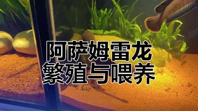 藍雷龍魚繁殖后如何護理？（藍雷龍魚繁殖后的護理）