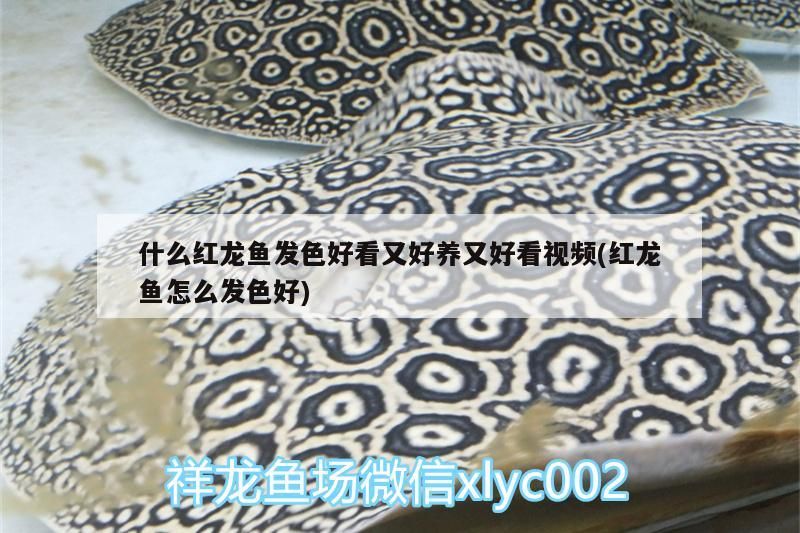 什么紅龍魚發色好看又好養又好看視頻(紅龍魚怎么發色好)