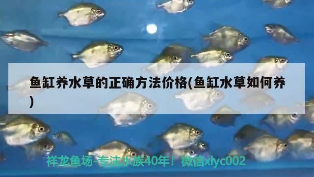 魚缸養水草的正確方法價格(魚缸水草如何養)