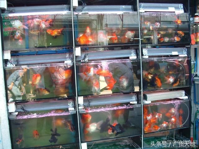 濮陽觀賞魚批發市場（濮陽市觀賞魚批發市場） 濮陽觀賞魚批發市場（濮陽市觀賞魚批發市場） 觀賞魚百科 第2張