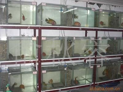 濮陽觀賞魚批發市場（濮陽市觀賞魚批發市場） 濮陽觀賞魚批發市場（濮陽市觀賞魚批發市場） 觀賞魚百科 第3張