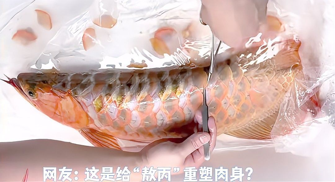 金龍魚(yú)掉鱗會(huì)自愈嗎？（獅城課間金龍魚(yú)鱗片掉了還能長(zhǎng)出來(lái)嗎揭秘魚(yú)類自愈能力）