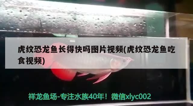 虎紋恐龍魚長得快嗎圖片視頻(虎紋恐龍魚吃食視頻)（虎紋恐龍王魚的飼養方法）
