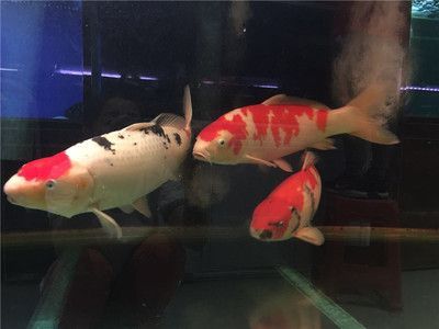 好看的大型淡水觀賞魚品種推薦（根據搜索結果推薦的幾種大型淡水觀賞魚品種）