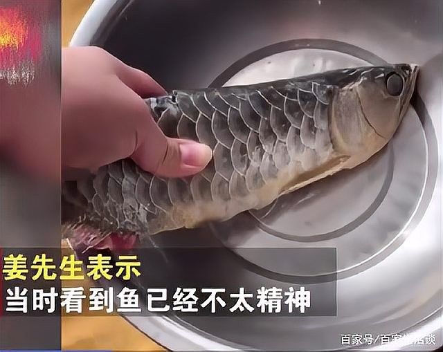 金龍魚被清蒸后，其肉質如何（金龍魚清蒸后的肉質變化） 金龍魚被清蒸后，其肉質如何（金龍魚清蒸后的肉質變化） 龍魚百科 第10張