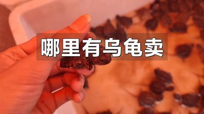 南寧龍魚批發市場哪家最好（廣西南寧龍魚批發市場）