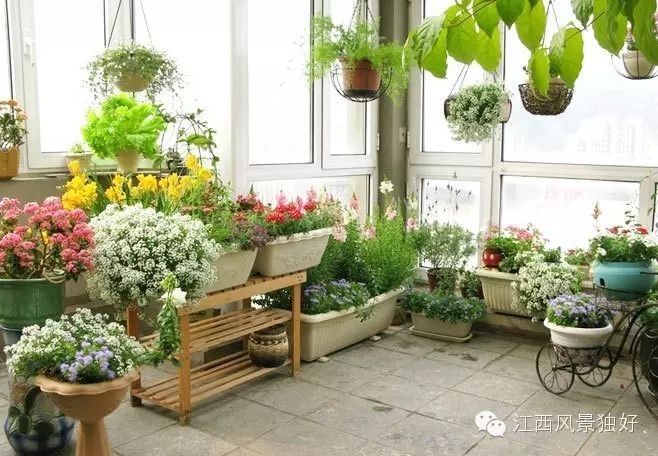 南寧龍魚批發市場哪家最好（廣西南寧龍魚批發市場）