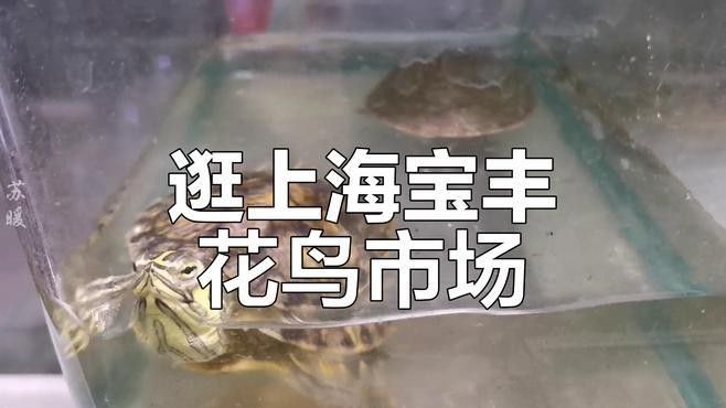 南寧龍魚批發市場哪家最好（廣西南寧龍魚批發市場）