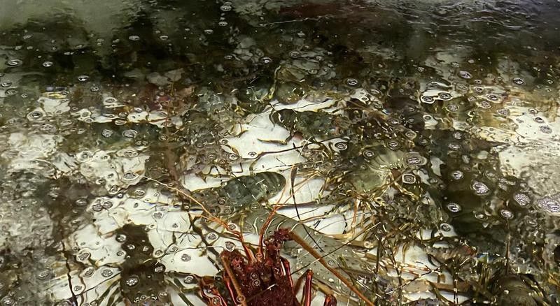 南寧龍魚批發市場哪家最好（廣西南寧龍魚批發市場）