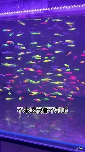 南寧龍魚批發市場哪家最好（廣西南寧龍魚批發市場）