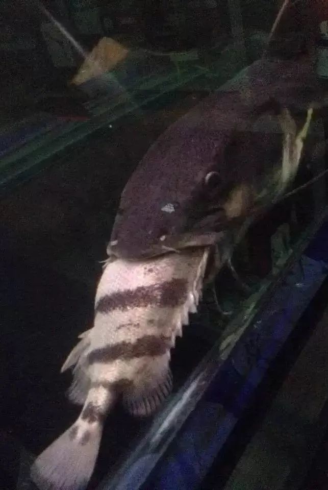 龍魚和虎魚打架會(huì)打死嗎（如何判斷龍魚和虎魚是否適合混養(yǎng)？）