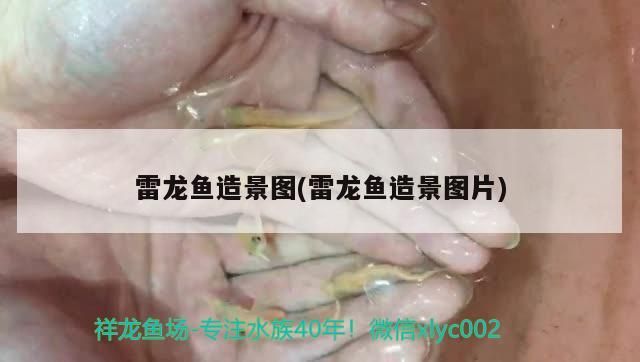 雷龍魚(yú)造景圖(雷龍魚(yú)造景圖片)（雷龍魚(yú)造景圖）