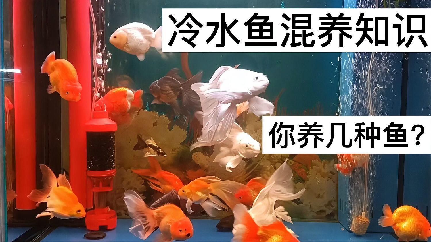 混養時如何控制密度？（如何有效控制動物混養密度） 混養時如何控制密度？（如何有效控制動物混養密度） 龍魚百科 第2張