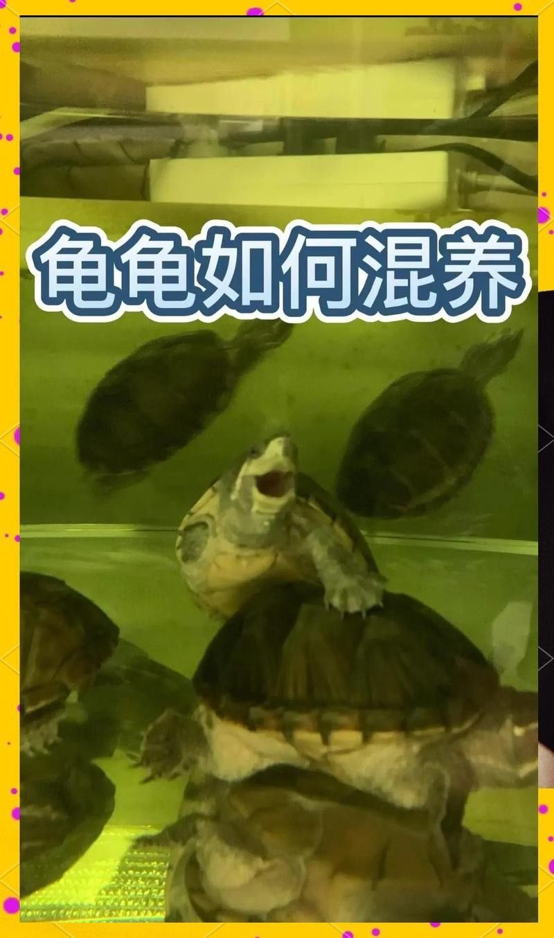 混養時如何控制密度？（如何有效控制動物混養密度） 混養時如何控制密度？（如何有效控制動物混養密度） 龍魚百科 第7張