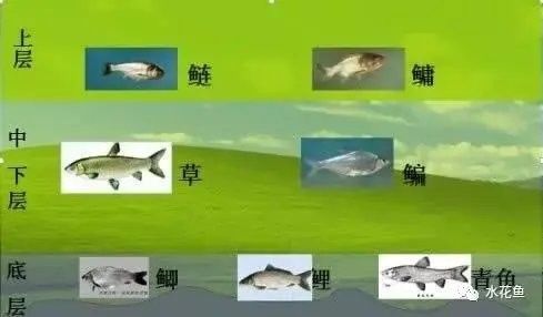 混養時如何控制密度？（如何有效控制動物混養密度） 混養時如何控制密度？（如何有效控制動物混養密度） 龍魚百科 第6張