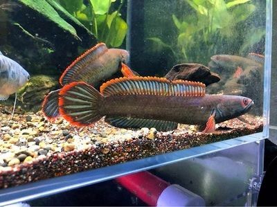 雷龍魚飼料中添加蝦紅素效果，蝦紅素在雷龍魚飼料中的應用