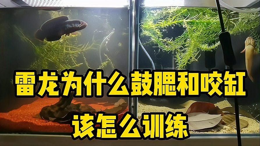 如何處理雷龍魚的應激反應（雷龍魚應激反應怎么辦）