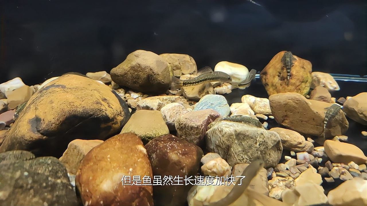 如何處理雷龍魚的應激反應（雷龍魚應激反應怎么辦）