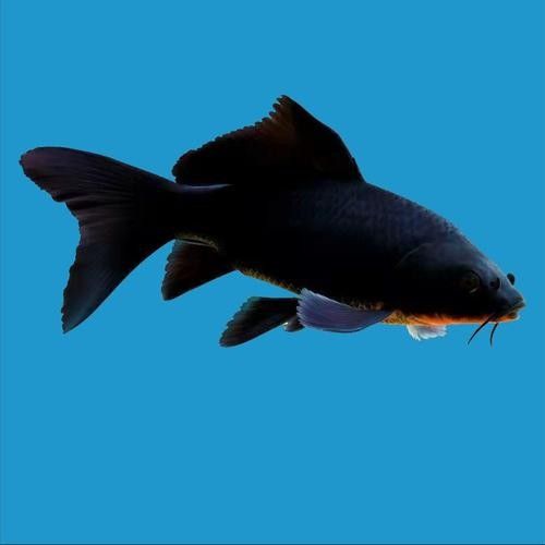 如何挑選高品質的黑金龍魚（如何挑選高品質的黑金龍魚，）