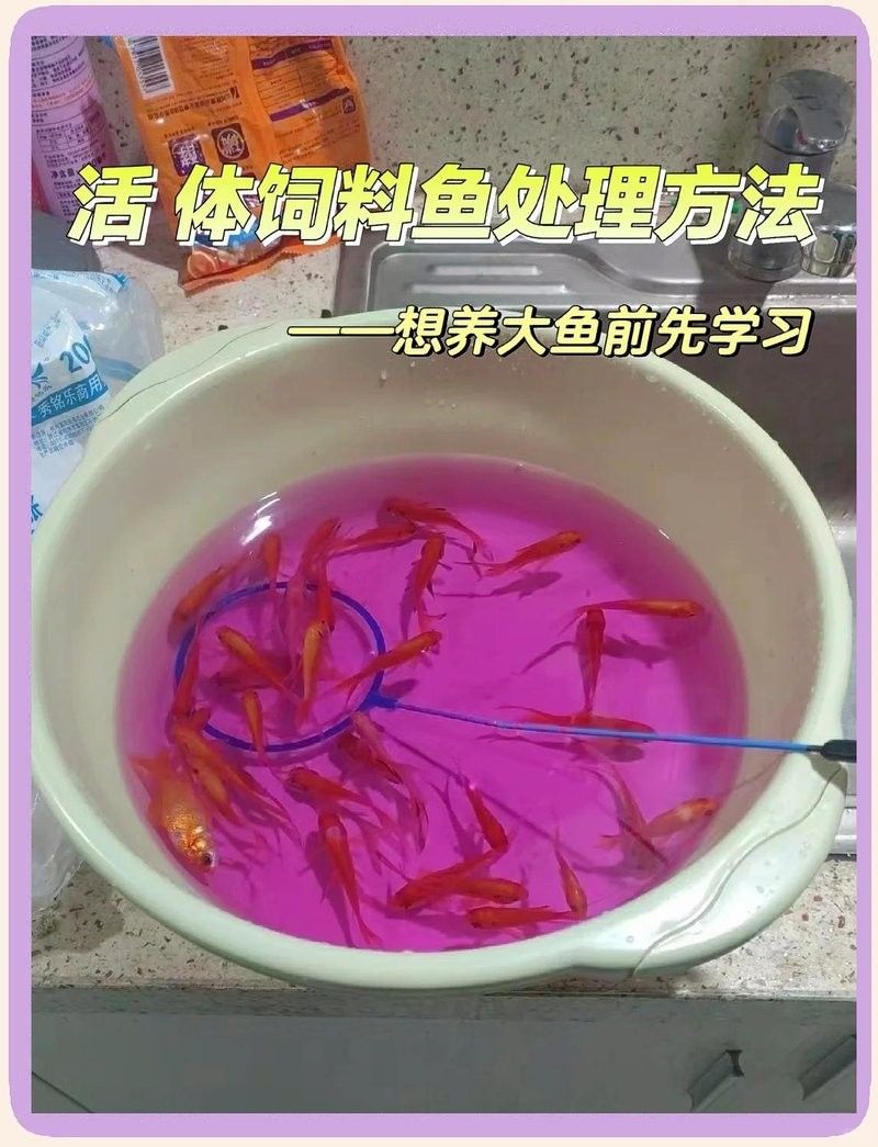 龍魚(yú)飼料魚(yú)消毒后能保存多久 龍魚(yú)飼料魚(yú)消毒后能保存多久 龍魚(yú)百科 第3張