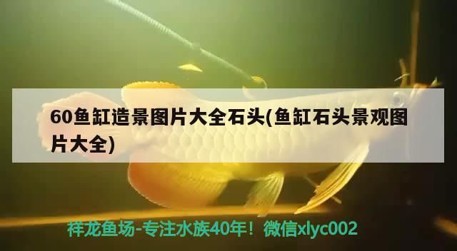 呼倫貝爾水族批發市場在哪里啊電話（呼倫貝爾最大的水庫）（倫貝爾水族批發市場在哪里）