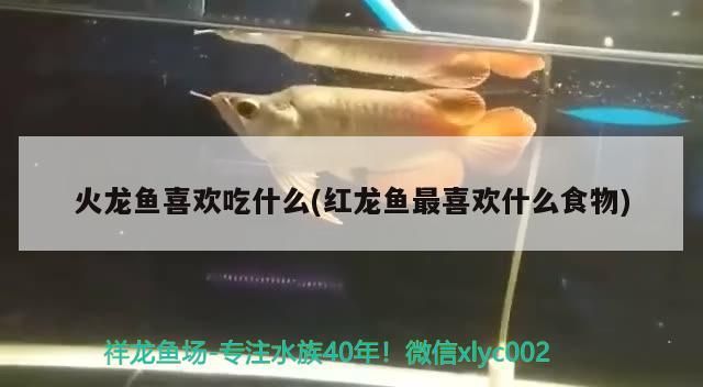 紅龍魚 贛州魚缸訂做(南昌專業(yè)做魚缸公司)(南昌魚缸制作公司火龍魚喜歡吃什么) 觀賞魚百科 贛州魚缸訂做(南昌專業(yè)做魚缸公司)(南昌魚缸制作公司火龍魚喜歡吃什么) 贛州魚缸訂做(南昌專業(yè)做魚缸公司)(南昌魚缸制作公司火龍魚喜歡吃什么) 觀賞魚百科