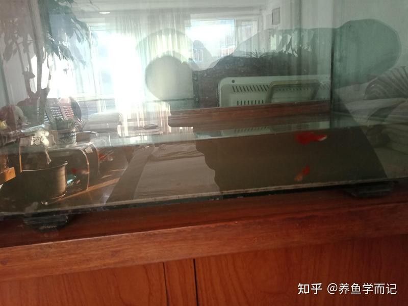 如何科學地使用茶水養龍魚？（如何科學地使用茶水來養龍魚）