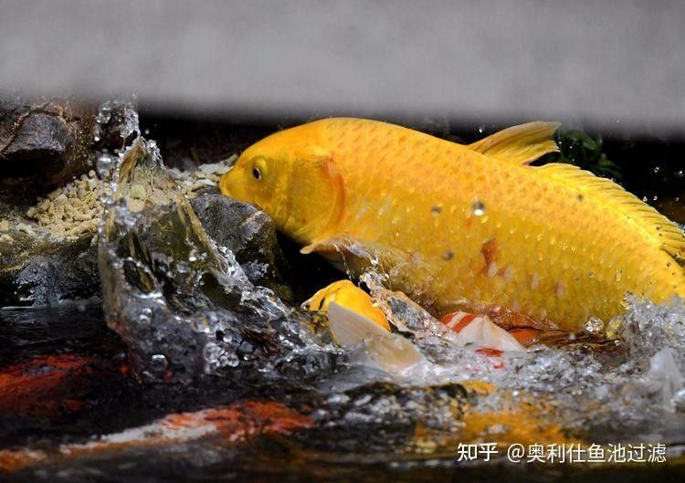 三星曼龍魚多久換一次水？（曼龍魚多久換一次水最好，養魚專家告訴你養魚多久換一次水）