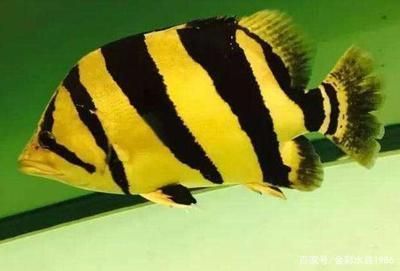 金龍魚半米長大約需要多少錢：-金龍魚半米長的金龍魚需要多少錢 金龍魚半米長大約需要多少錢：-金龍魚半米長的金龍魚需要多少錢 觀賞魚百科 第2張
