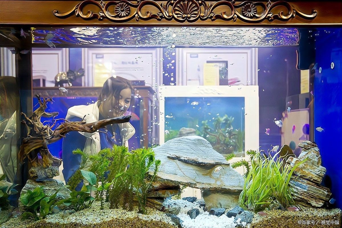 混養紅金龍魚需要多大的魚缸？（養紅金龍魚需要多大的魚缸，混養紅金龍魚需要多大的預算） 混養紅金龍魚需要多大的魚缸？（養紅金龍魚需要多大的魚缸，混養紅金龍魚需要多大的預算） 龍魚百科 第4張