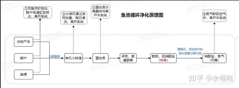 深埋法處理龍魚是否環保（深埋法處理龍魚是否環保，深埋法處理龍魚需要哪些手續）