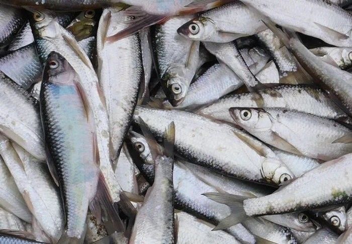 深埋法處理龍魚是否環(huán)保（深埋法處理龍魚是否環(huán)保，深埋法處理龍魚需要哪些手續(xù)）