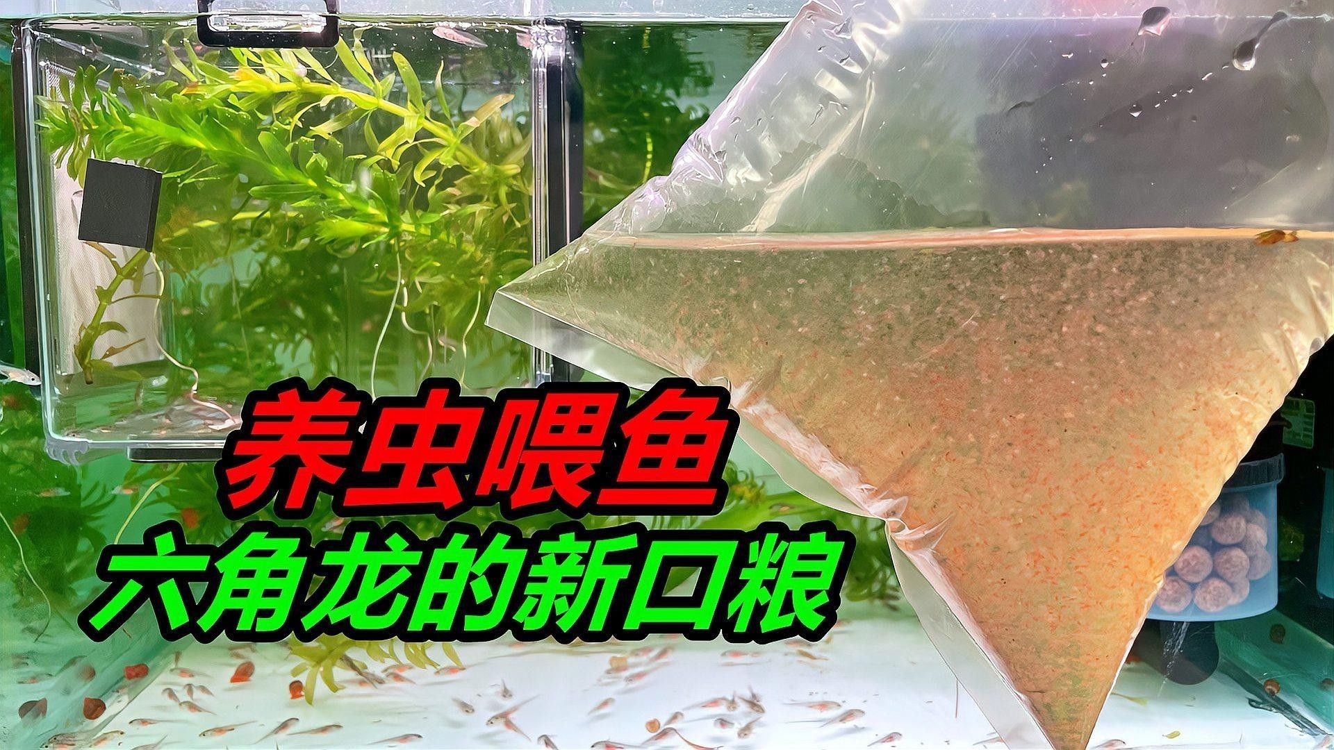 恐龍魚多久喂一次顆粒飼料合適（恐龍魚多久喂一次顆粒飼料）