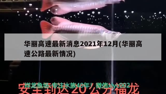 我的虎魚真菌感染了要怎么處理 華麗高速最新消息2021年12月(華麗高速公路最新情況)(華麗高速公路最新消息) 觀賞魚百科 華麗高速最新消息2021年12月(華麗高速公路最新情況)(華麗高速公路最新消息) 華麗高速最新消息2021年12月(華麗高速公路最新情況)(華麗高速公路最新消息) 觀賞魚百科
