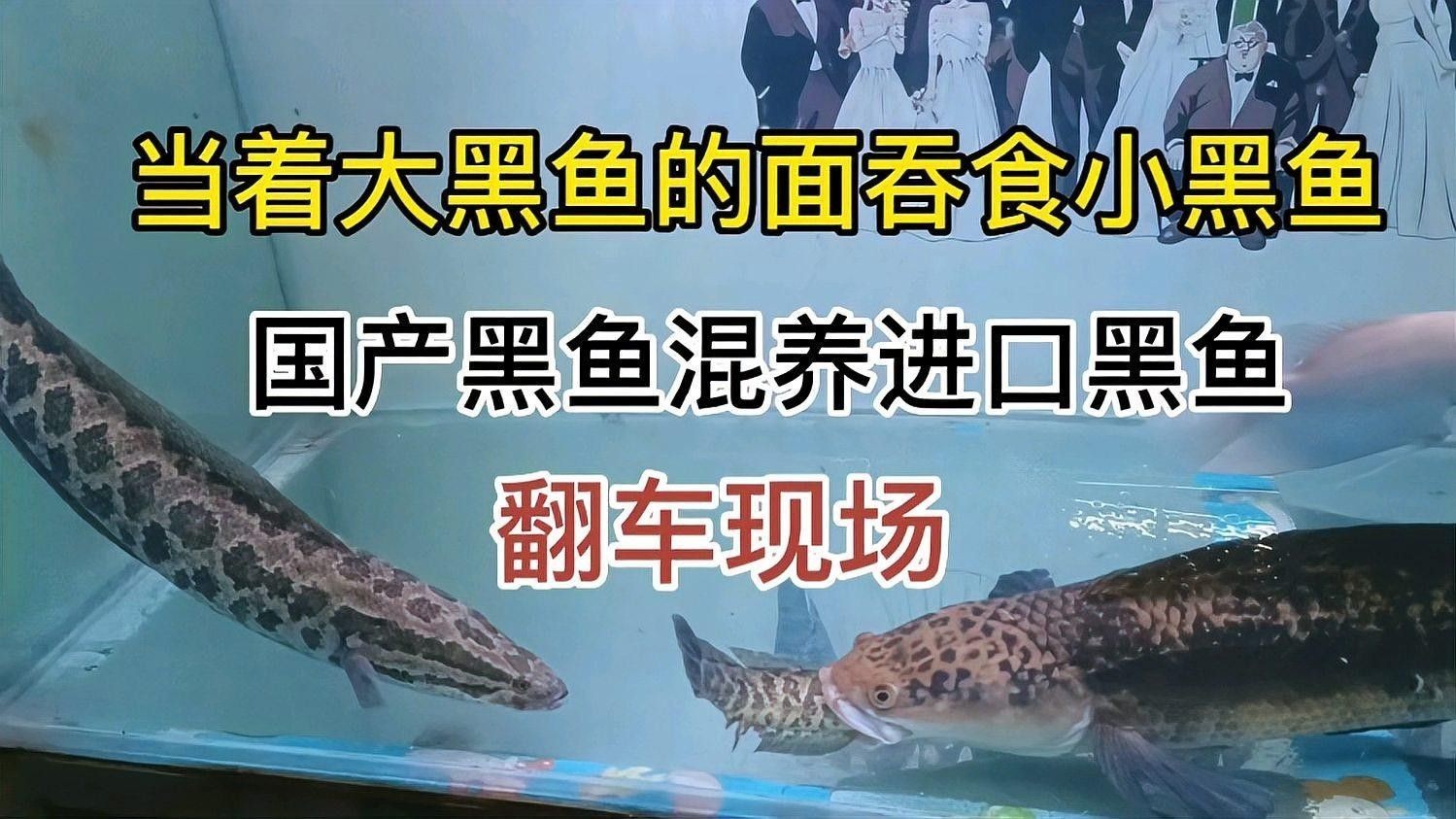 給我一些黑魔神雷龍魚混養成功案例 給我一些黑魔神雷龍魚混養成功案例 龍魚百科 第3張