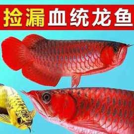赤血紅龍魚幼苗的價格是多少？（血紅龍魚幼苗價格因地區(qū)、市場供需和購買渠道的不同而有所差異）