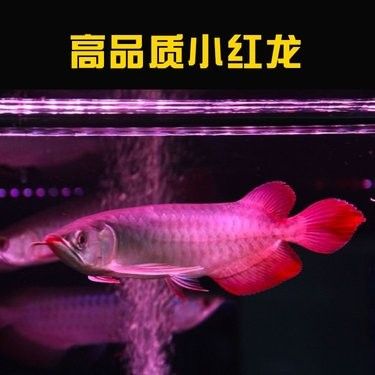 赤血紅龍魚幼苗的價格是多少？（血紅龍魚幼苗價格因地區(qū)、市場供需和購買渠道的不同而有所差異）