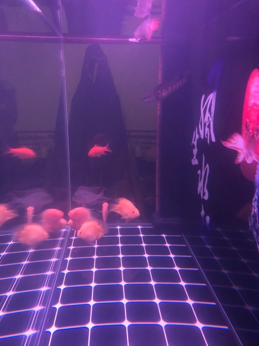 開缸一個月水體突然變得很白濁（開缸一個月水體突然變得很白濁，養魚者需要檢查并分析水質參數） 開缸一個月水體突然變得很白濁（開缸一個月水體突然變得很白濁，養魚者需要檢查并分析水質參數） 觀賞魚百科 第1張