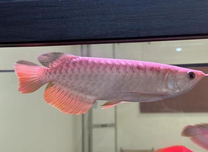 金龍魚發(fā)色過(guò)程分析圖（龍魚發(fā)色過(guò)程分析圖）