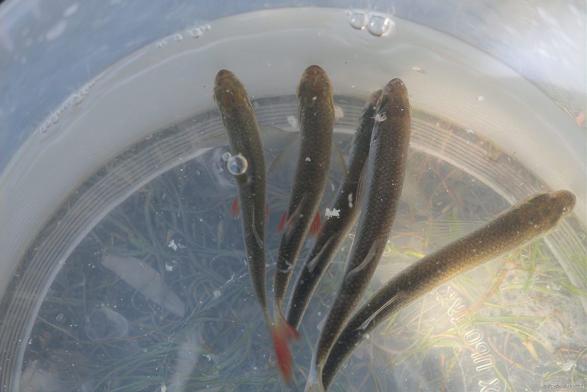 雷龍魚苗多久喂一次（雷龍魚苗多久喂一次易車網(wǎng),雷龍魚怎么養(yǎng)超全攻略來啦!）