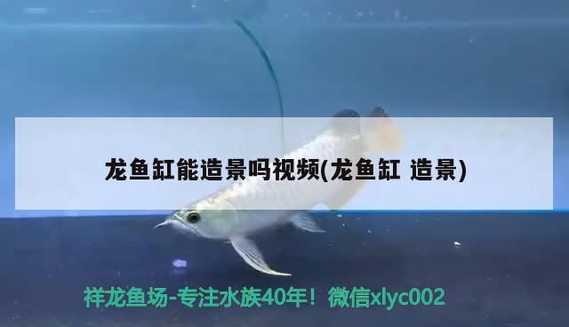 龍魚缸能造景嗎視頻(龍魚缸造景)（龍魚缸能造景嗎視頻）