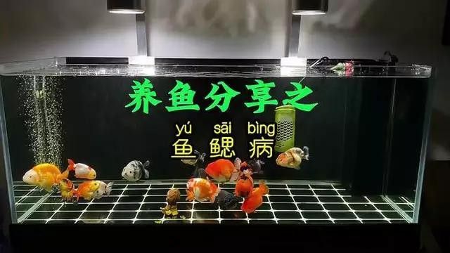 龍魚腮部疾病都有哪些（魚腮部疾病是指龍魚在腮部發生的一系列疾病及其癥狀） 龍魚腮部疾病都有哪些（魚腮部疾病是指龍魚在腮部發生的一系列疾病及其癥狀） 觀賞魚百科 第3張