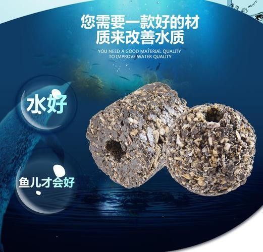 如何鑒別真假水龍魚圖片（如何辨別真假水龍魚圖片）