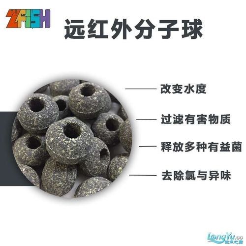 如何鑒別真假水龍魚圖片（如何辨別真假水龍魚圖片）