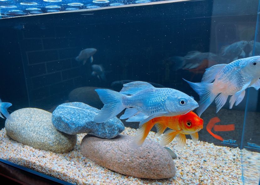 湖州水族館一條小草金的白化路（湖州水族館一條小草金的白化路，半年前給岳父家做的小魚缸） 湖州水族館一條小草金的白化路（湖州水族館一條小草金的白化路，半年前給岳父家做的小魚缸） 觀賞魚百科 第1張