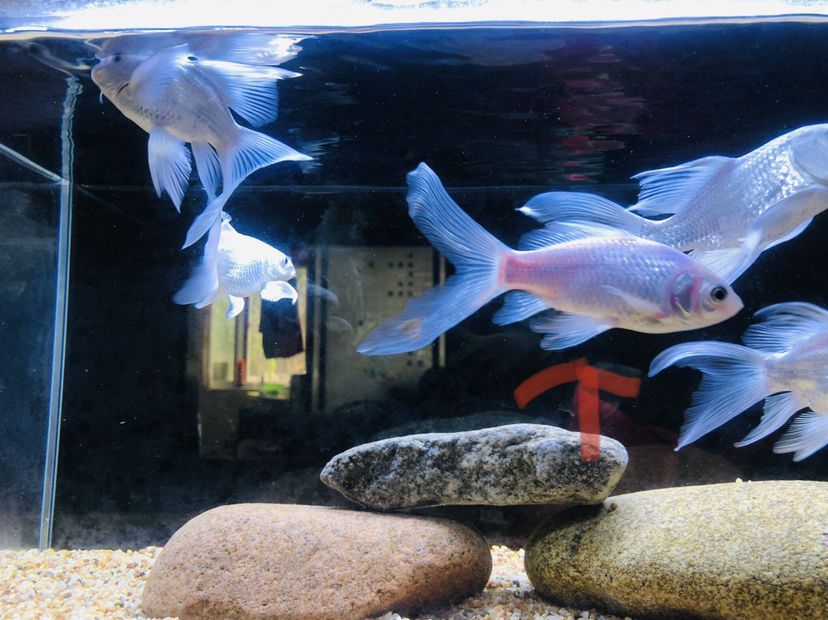 湖州水族館一條小草金的白化路（湖州水族館一條小草金的白化路，半年前給岳父家做的小魚缸） 湖州水族館一條小草金的白化路（湖州水族館一條小草金的白化路，半年前給岳父家做的小魚缸） 觀賞魚百科 第2張