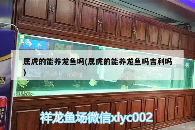 屬虎的能養龍魚嗎(屬虎的能養龍魚嗎吉利嗎)