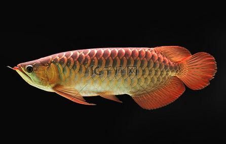 古典黑底金龍魚有哪些等級？（古典黑底金龍魚的等級）